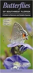 Butterflies Of Southwest Florida A Guide To Common