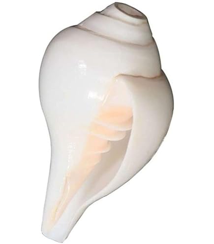 Amazon.com: Loud Blowing Original Conch Shell Shankh 5 Inch Large