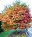 15 Seeds Sassafras Tree (Sassafras albidum) Root-Beer Ingredient