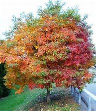 15 Seeds Sassafras Tree (Sassafras albidum) Root-Beer Ingredient 15 Seeds Sassafras Tree (Sassafras albidum) Root-Beer Ingredient