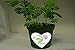 TickleMe Plant Egg Shaped Terrarium with Paint Set! Paint This Large 6 inch Egg and Grow The Plants Inside. The Leaves Close Up When Tickled. It Can Produce Sparkling Pink Flowers.