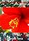 Livro Flores Em Pauliceia