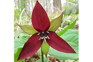 Trillium Erectum Red Seeds : Package Contains Seeds