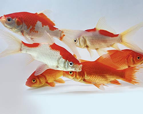 Toledo Goldfish Live Sarasa and Comet Goldfish Combo for Ponds or Aquariums – USA Born and Raised – Live Arrival Guarantee (3 to 4 inches, 6 Fish, 3 of Each)