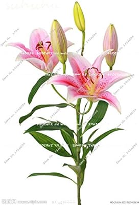 Amazon 7 新しい到着のユリの植物屋内盆栽香水ユリの種子ユリ盆栽の花の種子セミラミスデplantasデflores 100個販売のため 花