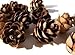 Natural Eastern Hemlock Miniature Pine Cones 100 Count