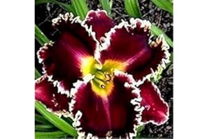 Seed Germination: Blue: 50-100Pcs Organic Heart of Mary Dicentra Spectabilis Perennial Flower Seeds Seed: Package Contain Onl