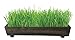 Wheatgrass