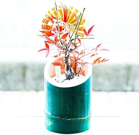 Amazon Co Jp 盆栽 迎春盆栽寄せ植え 雲竜梅 南天 竹器 正月飾り 玄関飾り 正月 迎春 門松 鉢花 松 竹 梅 ギフト Primeお急ぎ便 雲竜梅 南天 竹器 ホーム キッチン