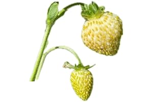 Yellow Wonder Alpine Strawberry 100 Seeds