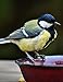 Notebook: tit songbird bird small animal bird bath bathing by Wild Pages Press