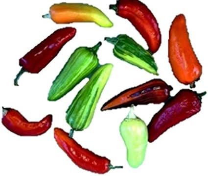 Amazon 五彩唐辛子 種 18粒 野菜