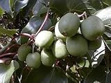 Hirt's Hardy Meader Kiwi Plant - Actinidia - MALE - Tasty! - 2.5