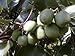 Hirt's Hardy Meader Kiwi Plant - Actinidia - Male - Tasty! - 2.5" Pot primary