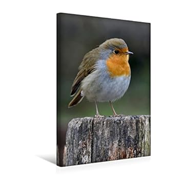 Calvendo Premium Textil Leinwand 30 Cm X 45 Cm Hoch Rotkehlchen