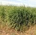 Seeds and Things Switchgrass "Kanlow"panicum Virgatum Native. 1,000+ Seeds an Upright Bunch-type Grass That Spreads By Short Rhizomes and Grows From 4 Ft. To 6 Ft. Tall. Blooms From July to September. Drought Tolerant. Very Hardy.