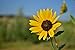 20 Wild Sunflower Seed Bombs - Bulk Seed Balls for Seed Bombing (Helianthus annuus)