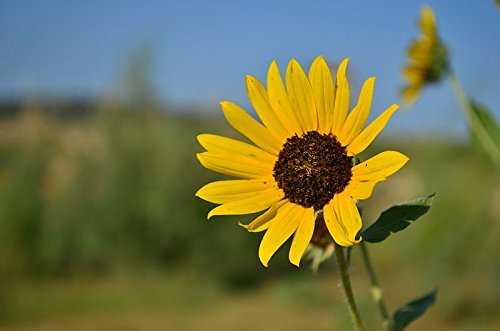 20 Wild Sunflower Seed Bombs - Bulk Seed Balls for Seed Bombing (Helianthus annuus) 20 Wild Sunflower Seed Bombs - Bulk Seed Balls for Seed Bombing (Helianthus annuus)