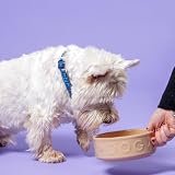 Mason Cash Cane Dog Bowl 15cm 700ml Stoneware Dishwasher Safe view 4