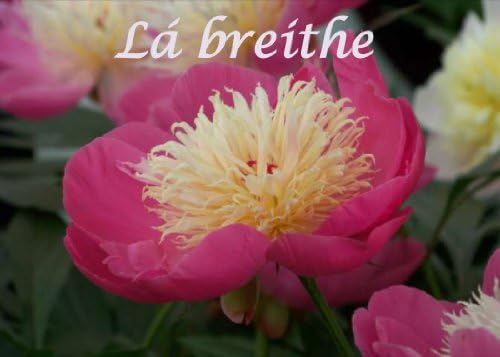 Peony. An Irish language Birthday Card. The message inside the card reads "Lá breithe sona duit"