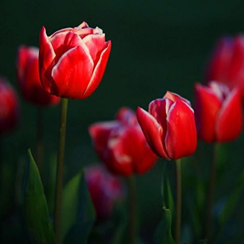 100 Pcs Red Tulip Bulbs Not Tulip Seeds 19 colors Available Tulips Variety Fresh Bulbous Root Flower Corms Planted