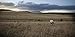 Montana Decoy Antelope Buck and Doe Combo Decoy Pack