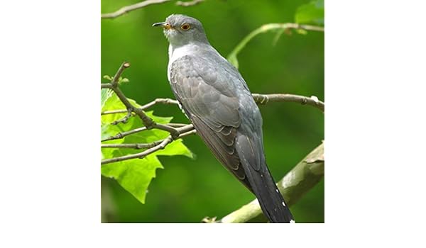 Cantă Cucu N Bucovina Feat Grigore Lese By Verona Adams On