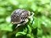 Pocket Pets Roly Poly Farm