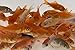 Toledo Goldfish Live Comet Common Feeder Goldfish for Ponds, Aquariums or Tanks – USA Born and Raised – Live Arrival Guarantee (Small .75 to 1.5 inches, 10 Fish)thumb 1