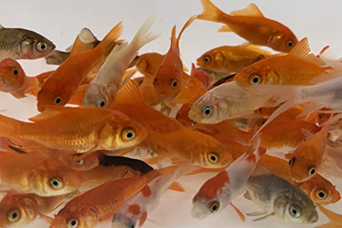 Toledo Goldfish Live Comet Goldfish For Aquariums Tanks Or