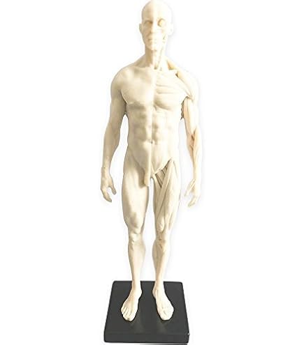 MAN ANATOMY MODEL 人体模型 Amazon.com: 3dtotal Male Anatomy Figure: 11-inch Anatomical