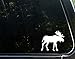 Moose - 4-1/2