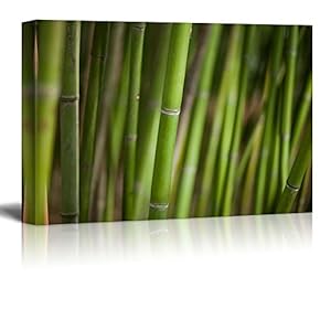 Green Bamboo Trees - Canvas Art Home Art - 12x18 inches