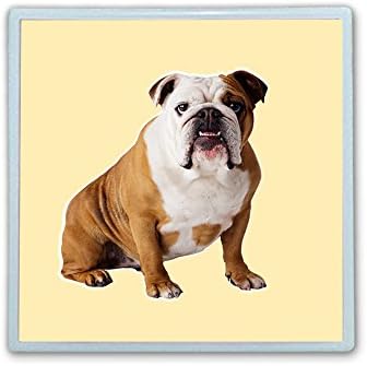 Contact Lens Box Holder Container Case Storage Eyecare Kit - Bulldog