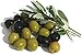Olive Tree - Tree of Peace - Olea europaea - 4" POT