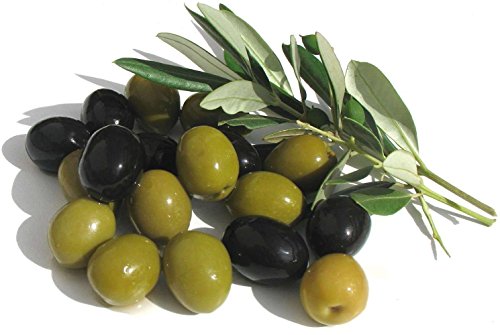 Arbequina Olive Tree - Tree of Peace - Olea europaea - 3.5 Arbequina Olive Tree - Tree of Peace - Olea europaea - 3.5