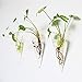 Mkono 2 Pack Wall Hanging Vase Glass Flower Plant Terrarium Planters, Cone