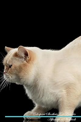 Colorpoint Shorthair Cat Affirmations Workbook Colorpoint