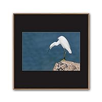 Framed Canvas Wall Art A Bird Standing on Canvas Prints Home Artwork Decoration for Living Room,Bedroom - 16x16 inches