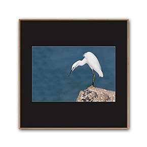 signwin Framed Canvas Wall Art A Bird Standing...