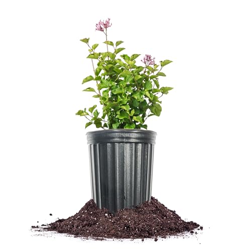 Perfect Plants Bloomerang® Dark Purple Lilac 1 Gallon | Live Shrub for Landscap…
