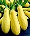 35+ Vegetable Garden Seeds - Summer Squash - "Early Prolific Straightneck" Best