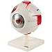 Axis Scientific 5X Enlarged Human Eye Model, Realistic 7-Part Eyeball Anatomy Model, Transparent Design Includes Removable Stand and Detailed Product Manual