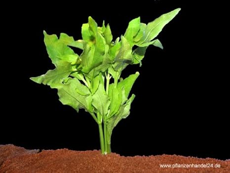 3 Bunde Gymnocoronis Spilanthoides Tabakpflanze