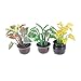 Acamifashion Miniature 1:12 Plant Bonsai Model Play Toys Garden Patio Decoration Random Pattern
