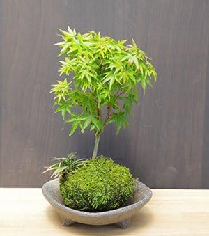 Amazon 小さい葉が特長の清姫を苔玉に仕立てました モミジ 清姫 の苔玉 三つ足灰器セット 敷石の色 黒石 苔玉 観葉植物