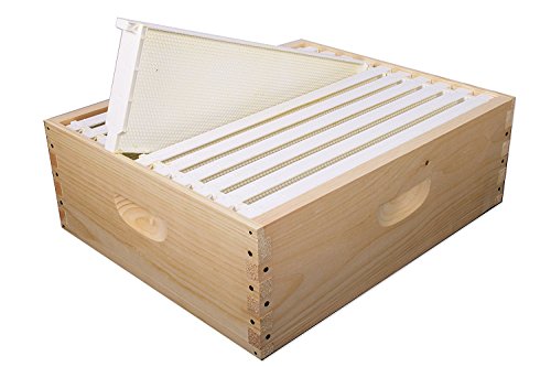 Medium Super With Plastic Frames