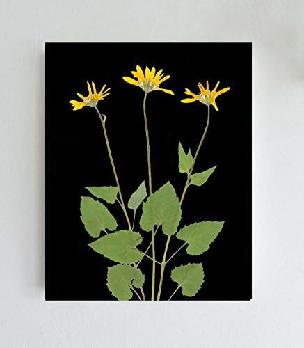 Arnica Pressed Flowers Botanical Print with Black Background Print - 5X7, 8X10 or 11X14 - Unframed
