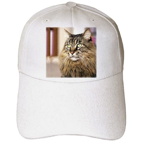 Cats - Maine Coon