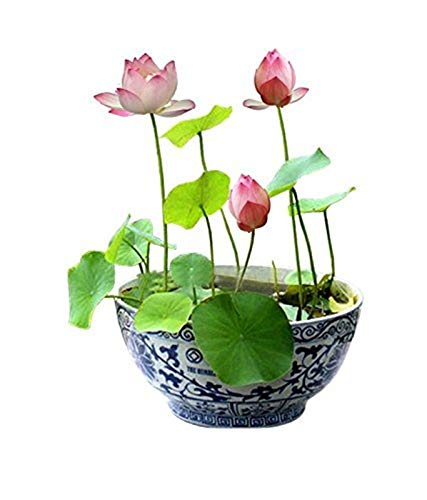 OhhSome Flower Seeds : Pink Lotus Flower Seeds 15 Seeds- Winter Season Flower Plant Seeds Garden [Home Garden Seeds Eco Pack] Plant Seeds